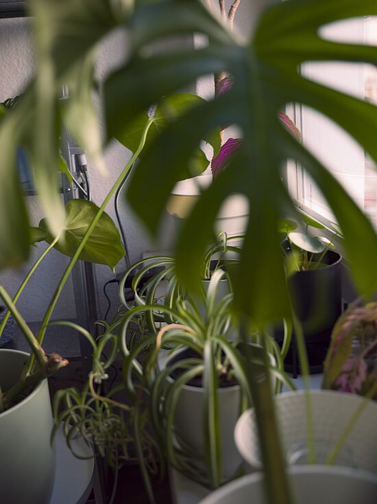 Henriette Simons: Transluzenz