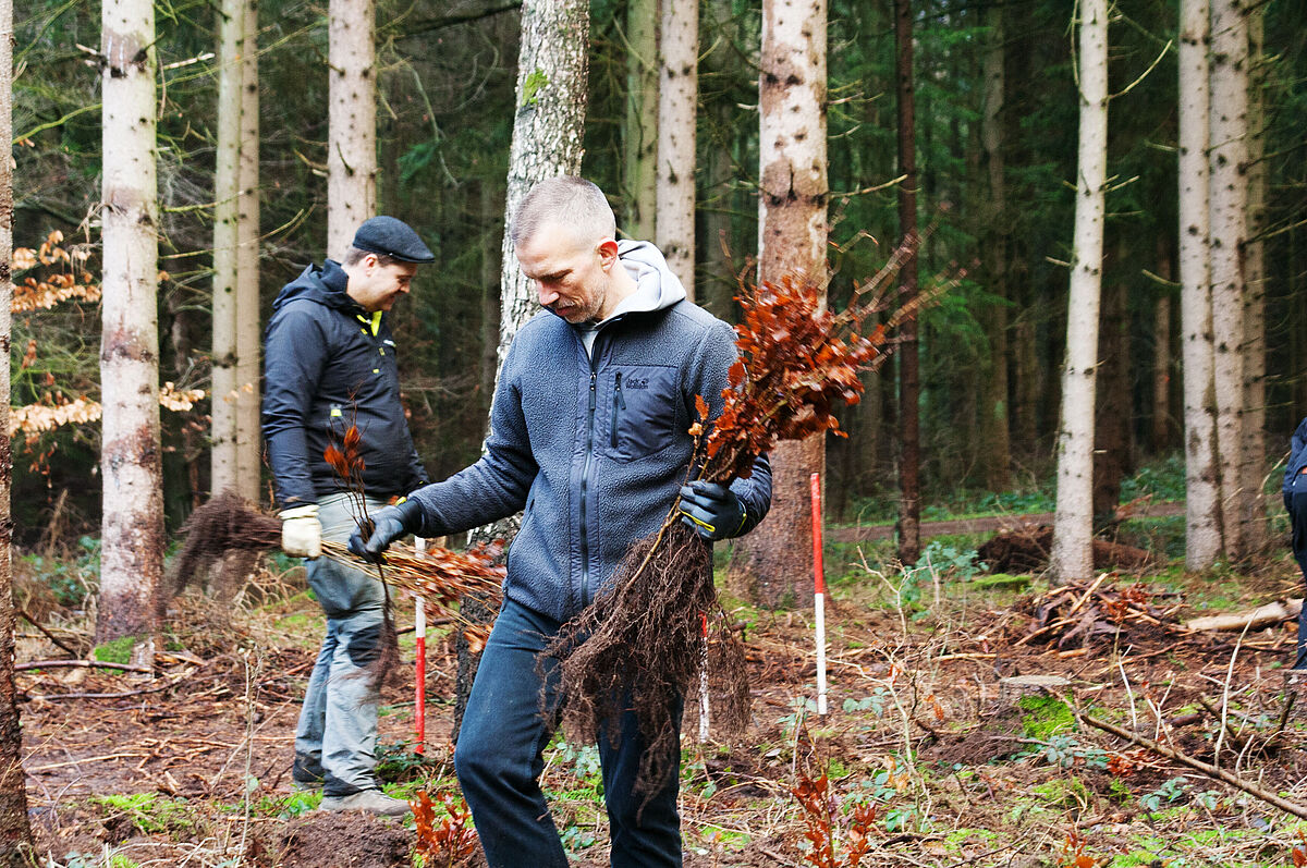 Der Lehrende Daniel Hülseweg beim Pflanzen von Rotbuchen.