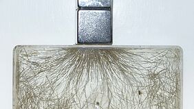 Stahlfasern Es ist ein glasähnlicher flacher Körper zu sehen, in dem kleine dunkle Fasern büschelartig angeordnet sind.