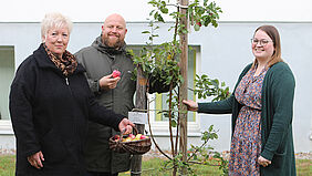 Apfelernte Drei Persoenen stehen an einem kleinen Apfelbäumchen. Eine von ihnen hält ein Körbchen in der Hand, in dem sich bereits geerntete Äpfel befinden.