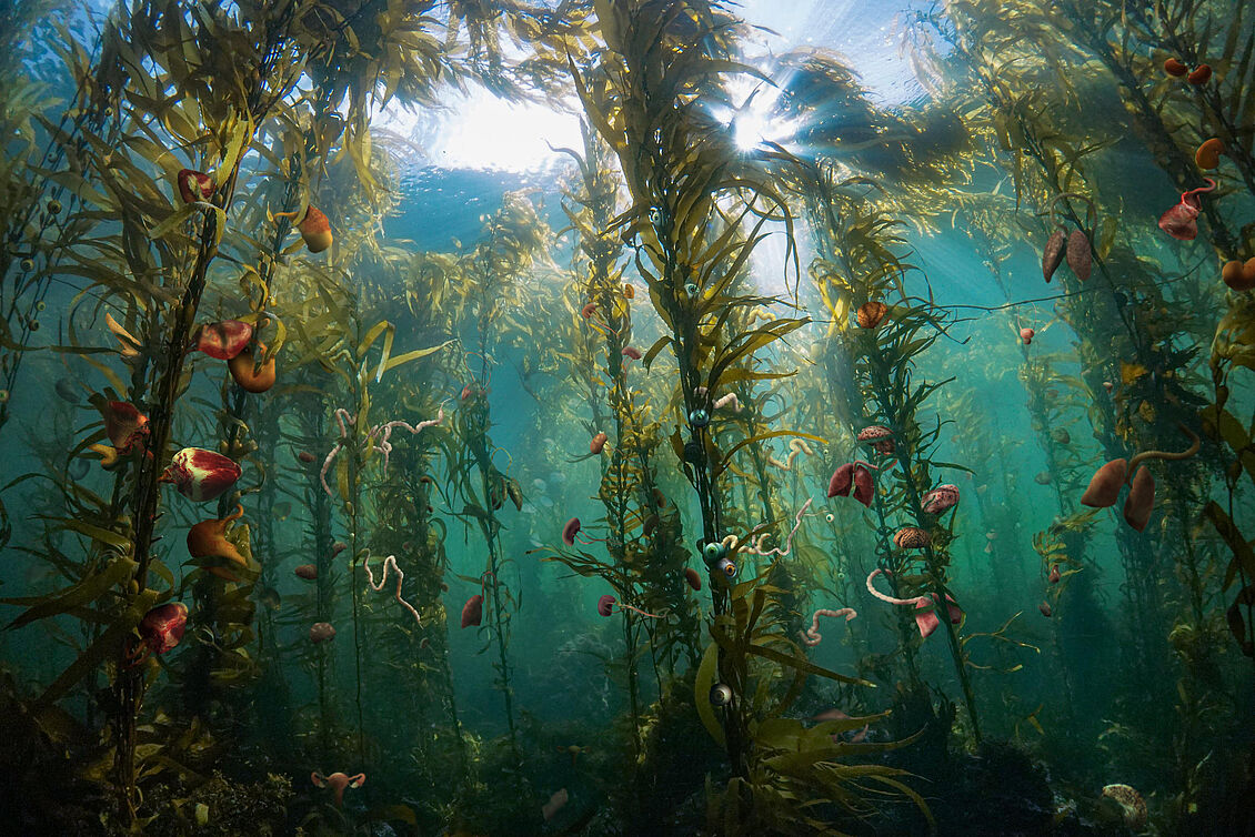 Marie Sophie Brehmer, Johanna Ebert, Safin Kasim, Aida Kranert, Jelle Sartorius, Lara Tangel, Anna Wiaterek, Malene Sparka: ROT SEHEN